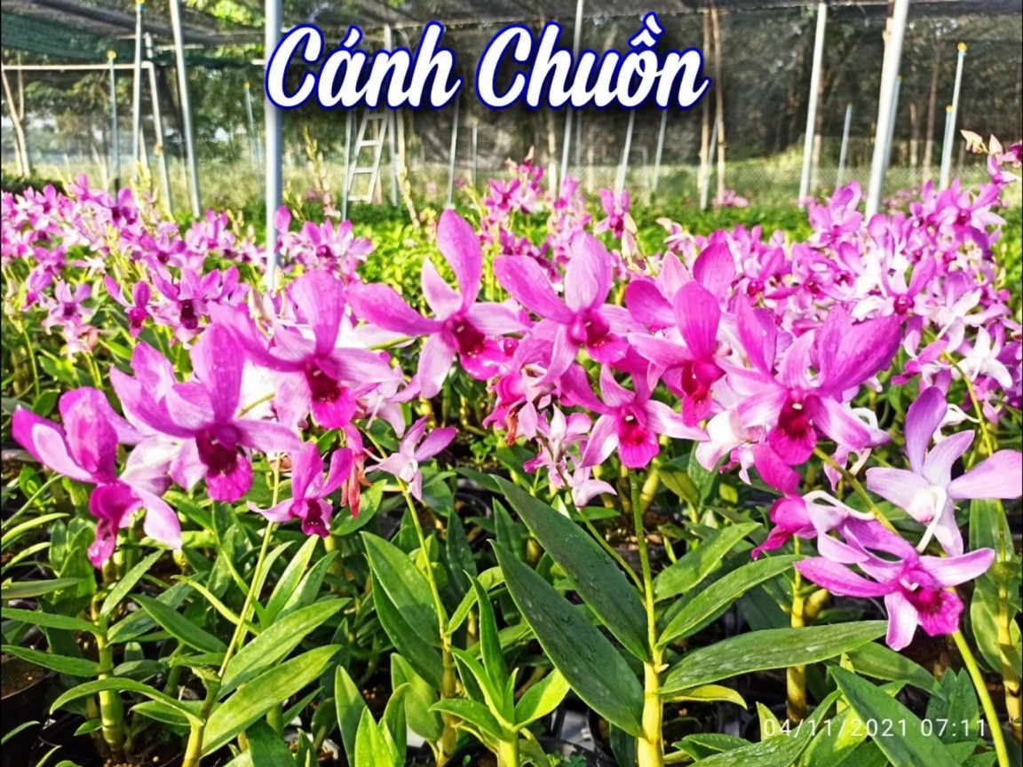 Denro chớp chuồn xổ 5%
