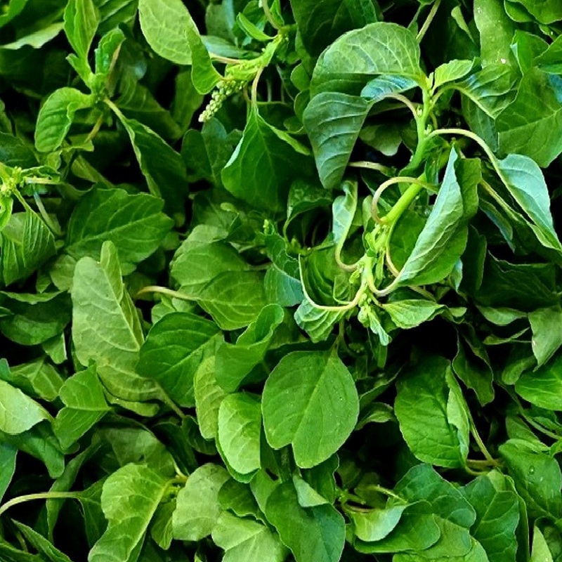 Hạt giống rau dền cơm 10gr