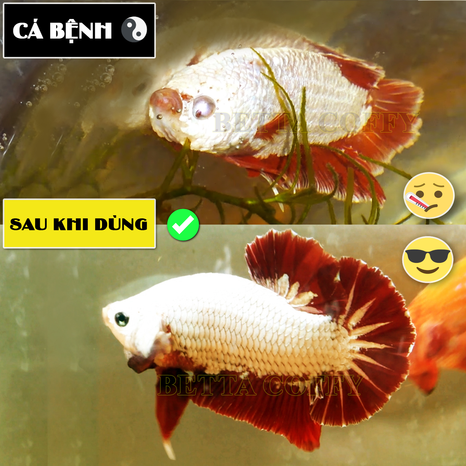 SUPER ONE - Siêu Phẩm Diệt Nấm Cá (Loại Mạnh)