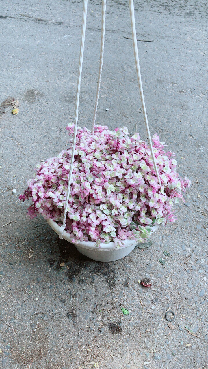 Chậu Thài Lài Hồng