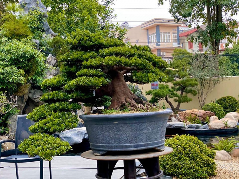 CÂY GIỐNG TÙNG LA HÁN - cao gần 1m