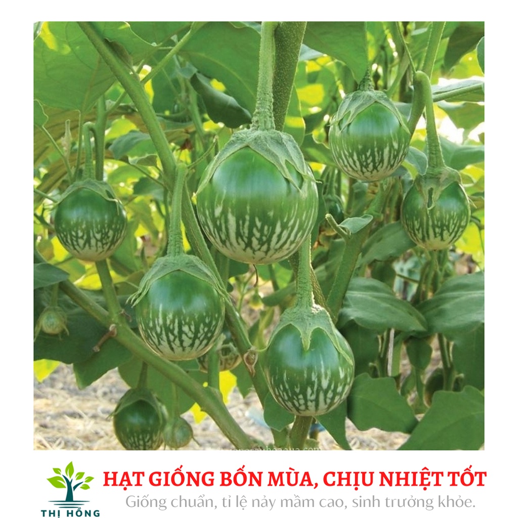 Hạt giống cà bát xanh sọc xanh 2g (trái giòn, quả nặng 150~200g).