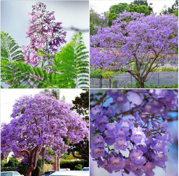 "Gói 5 "Hạt giống hoa phượng vĩ tím [Seeds]