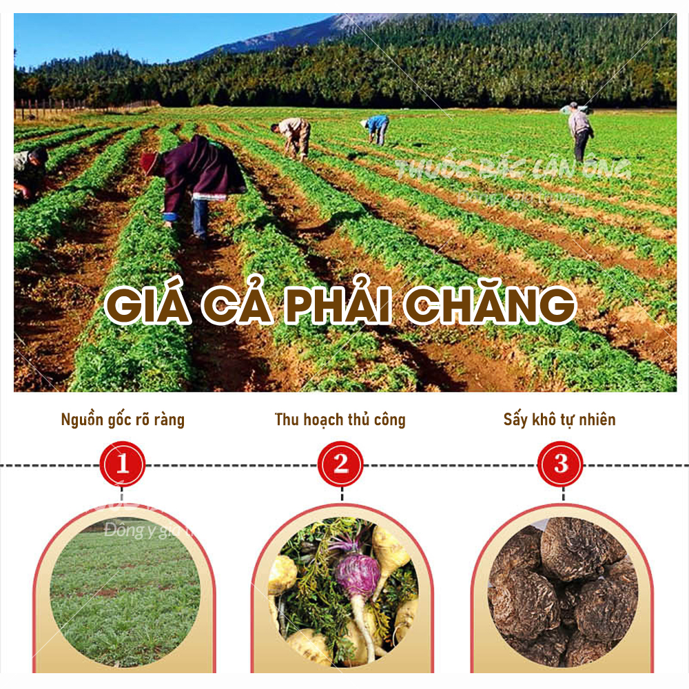 Sâm maca đen 100g (củ maca khô) – Lãn ông