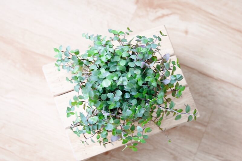 Cây Callasia repens - Cây Tổ Ong (chậu treo hoặc chậu đất nung)