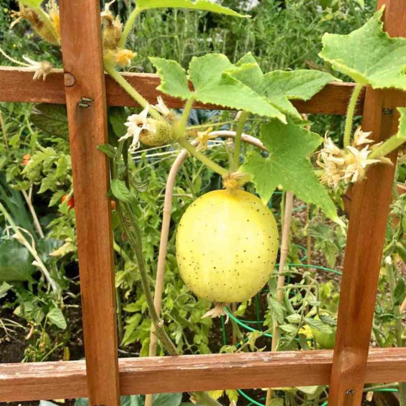 (Nk Mỹ) Hạt Giống Dưa Chuột Chanh Lemon - (15 Hạt)