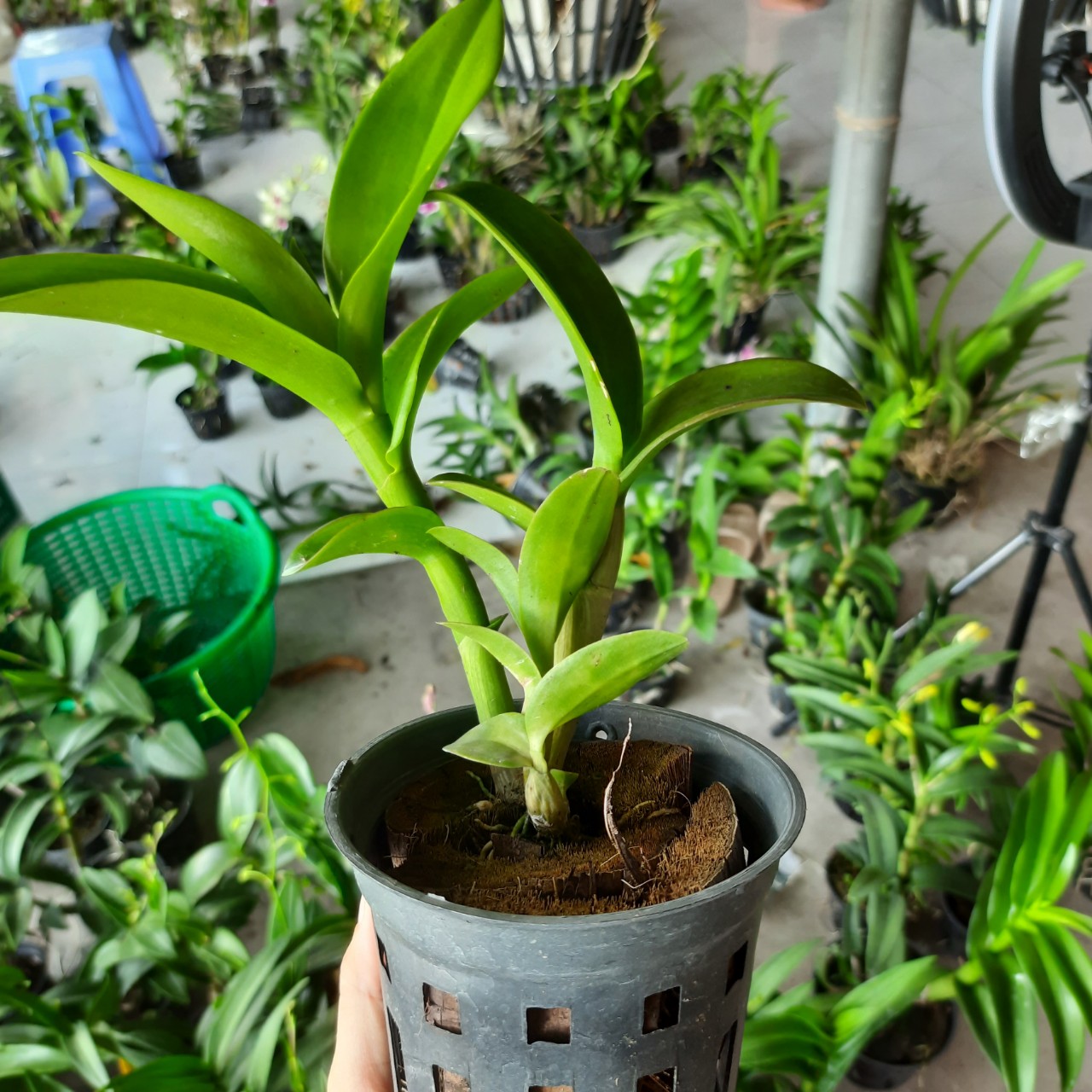 HOA LAN DENRO DEN LAI CAT MẮT PHỤNG 5%