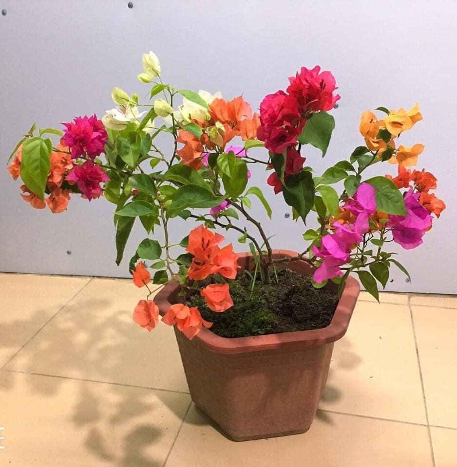 CÂY GIỐNG HOA GIẤY NGŨ SẮC (có tem chuẩn giống)