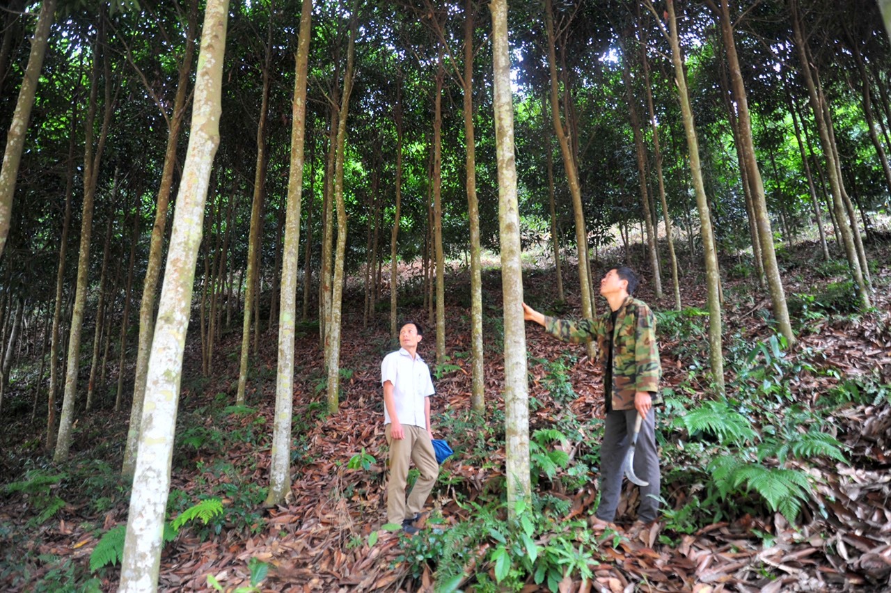 com bo 10 cây quế giống ( mua 10 cây tăng 1 cây )