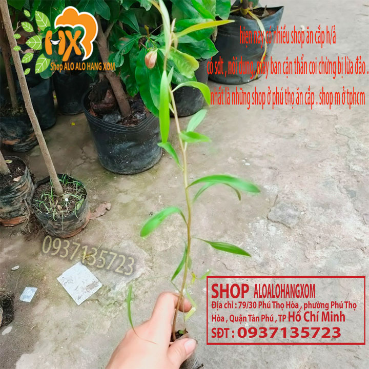 [HCM]Combo 50 cây tràm úc -cây giống