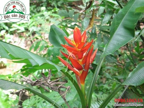 Chuối hột rừng nguyên quả -2 kg