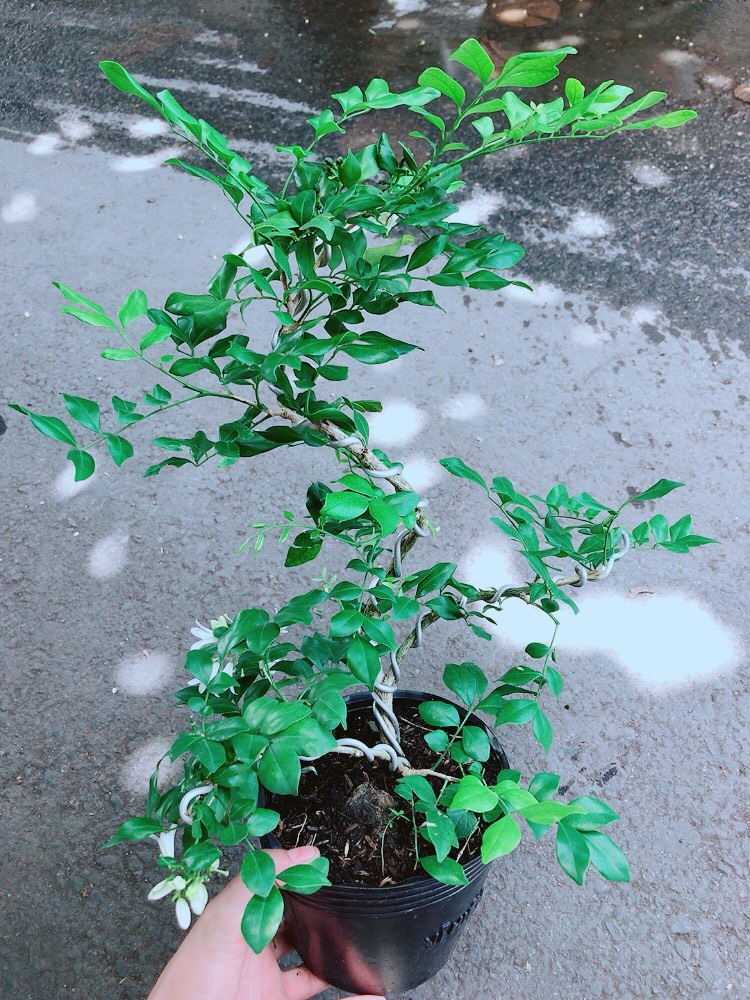 Cây Nguyệt Quế Bonsai