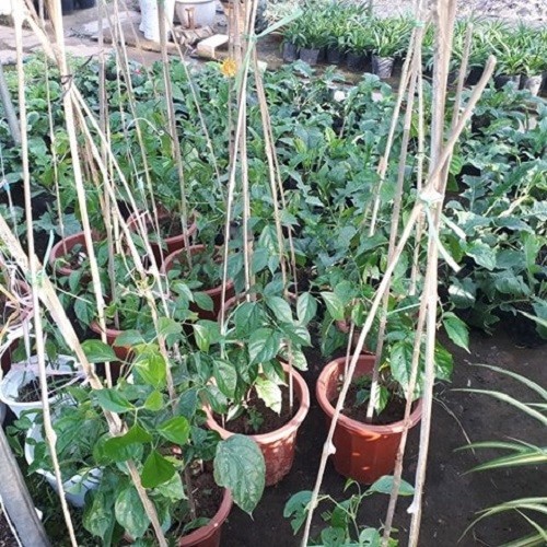 cây lan hoàng dương leo đang ra hoa - 35455