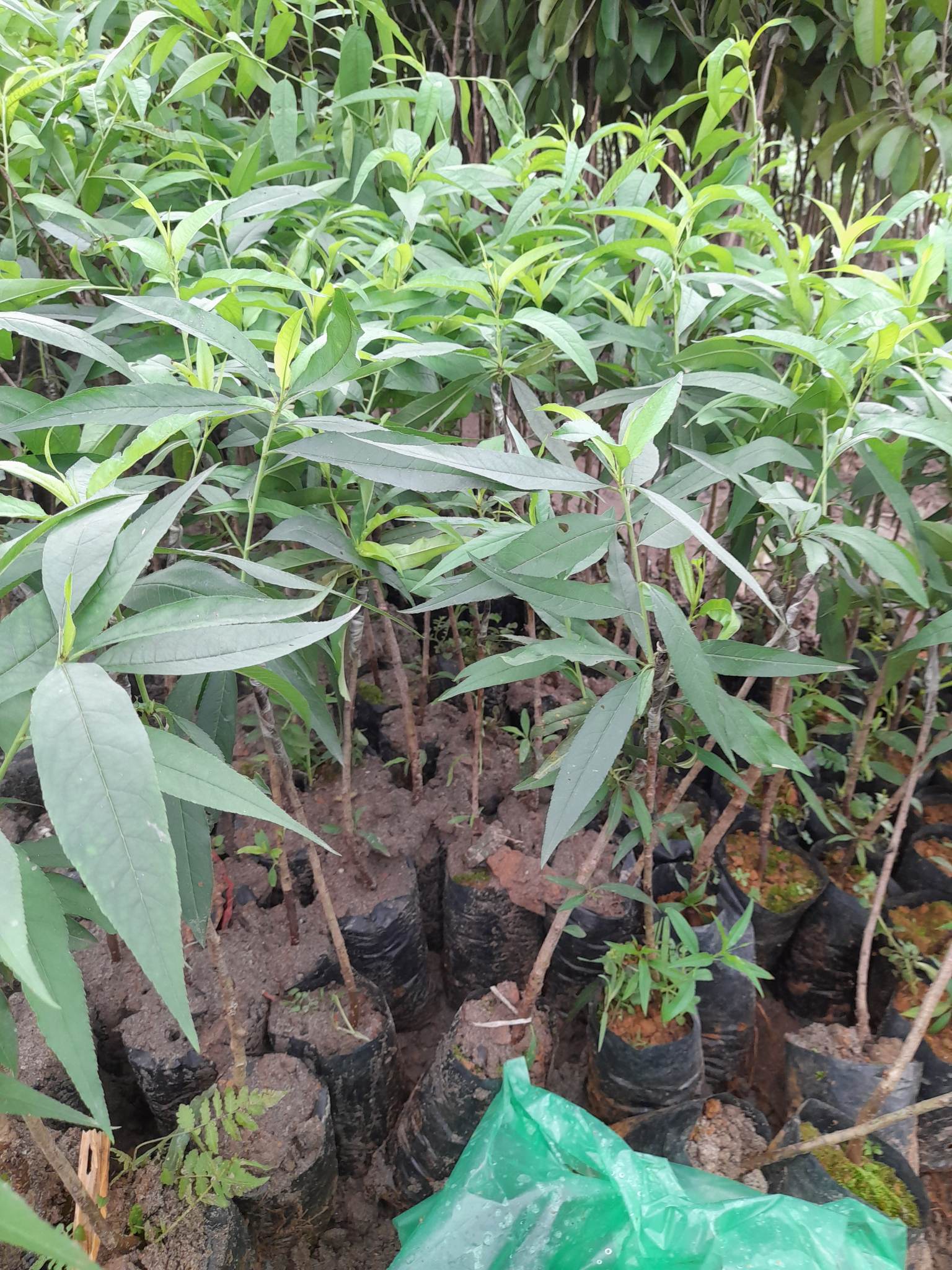Giống Đào Nhật Tân-Cây Ăn Trái+Tặng kèm phân bón