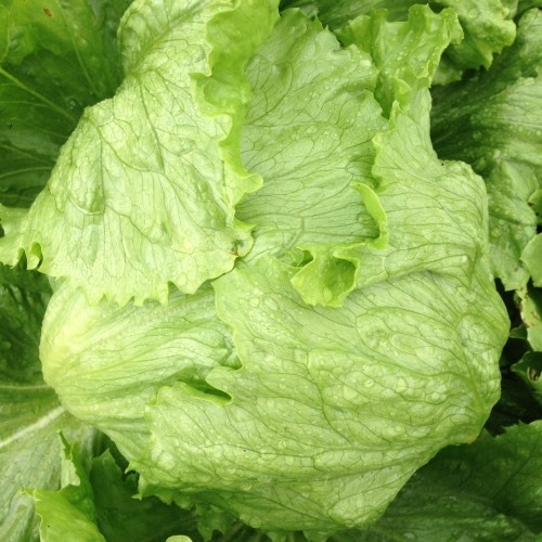 Hạt Giống Rau Xà Lách Cuộn Trắng ( Gói 0.2Gram) - Dễ trồng, Bội Thu - Giàu Dinh Dưỡng