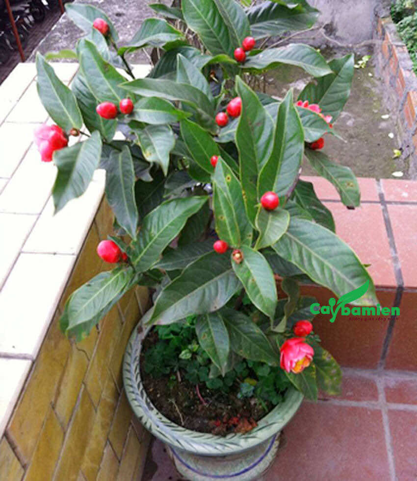 Hạt Giống Hoa Hải Đường - 1 gói 10 hạt - ( TẶNG gói kích thích hỗ trợ hạt nảy mầm)