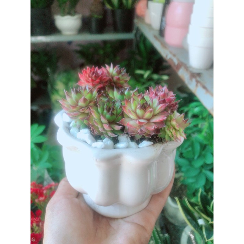 Chậu Cây Phật Bà Đỏ Hàng Bán Chạy
