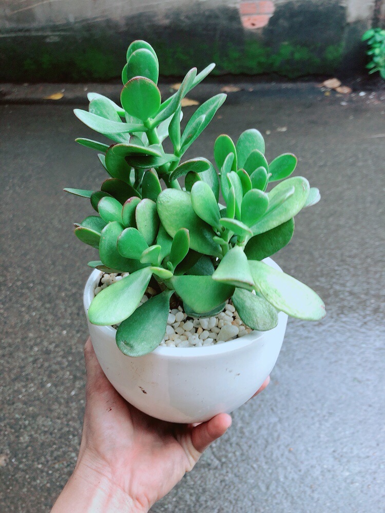 Chậu Cây Ngọc Bích