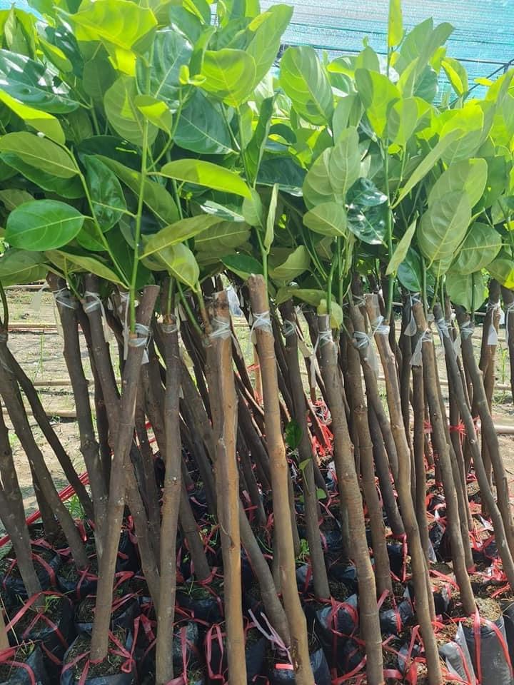 Mít quả dài malaisia