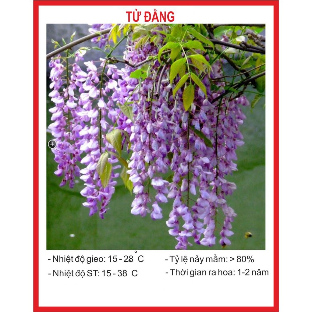 HẠT GIỐNG CÂY TỬ ĐẰNG - CHẤT LƯỢNG HẠT GIỐNG CHUẨN