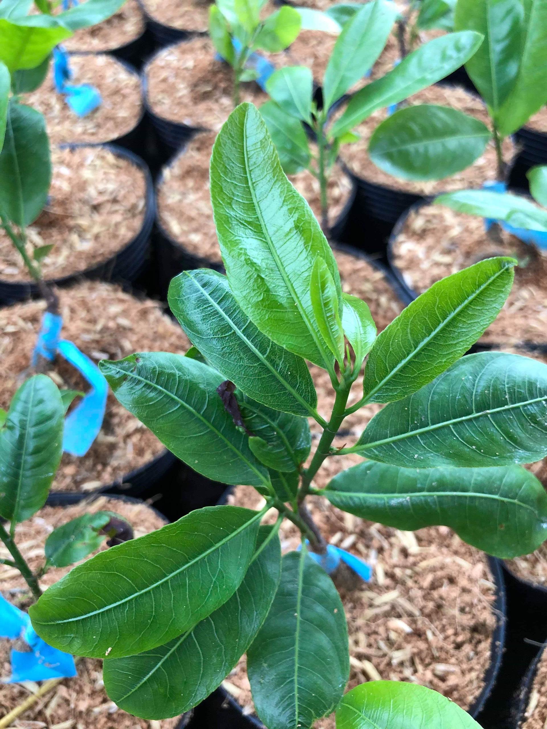 Cây quảng hương mộc mai (đọt xanh)