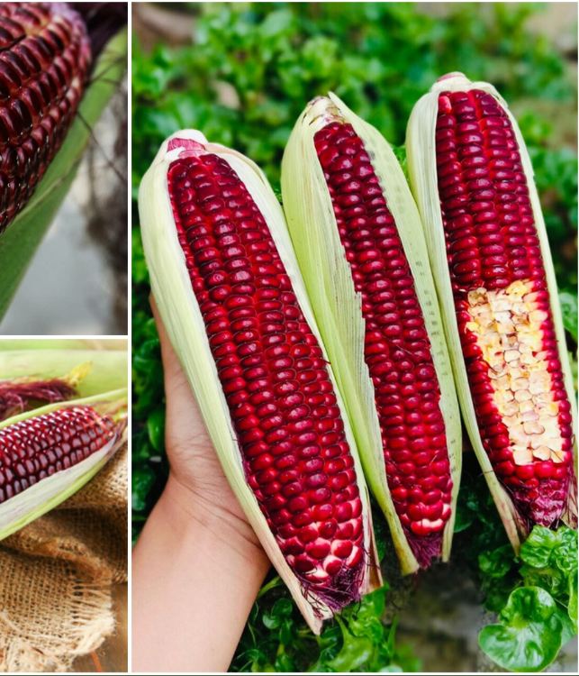 Hạt giống ngô Nữ Hoàng đỏ - gói 5gr