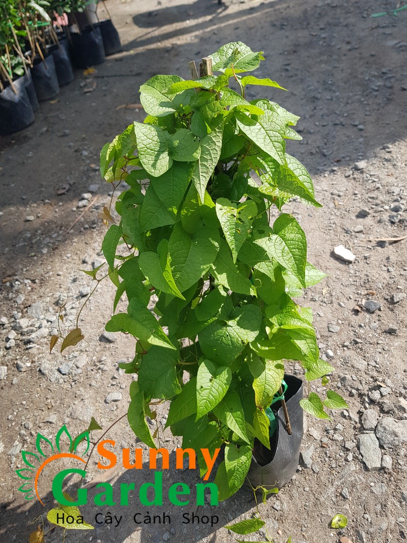 Chậu Cây Giống Hoa Tigon, Cao 20-30cm