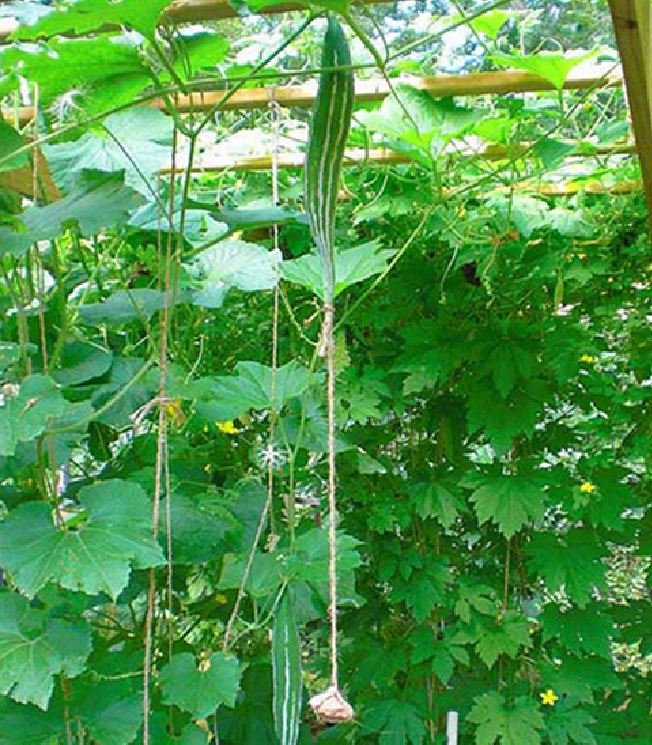 Hạt giống lặc lày - mướp mèo ( gói 10 hạt )