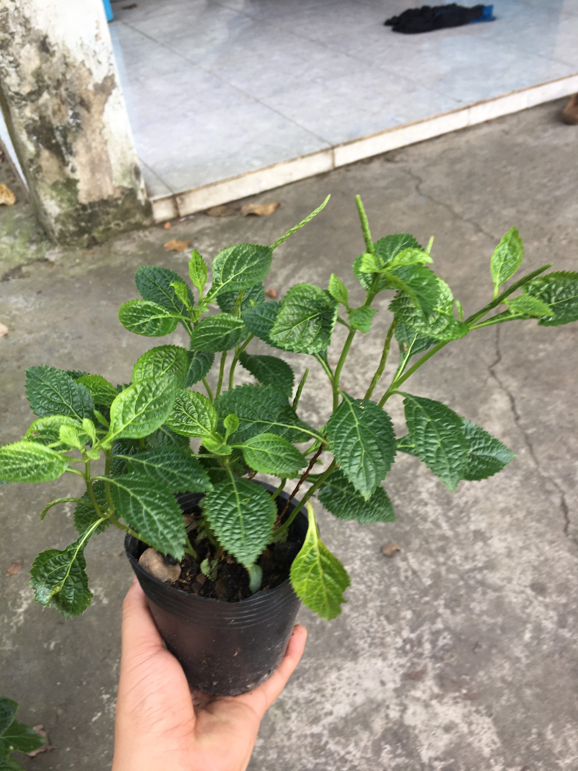 Cây đuôi chuột