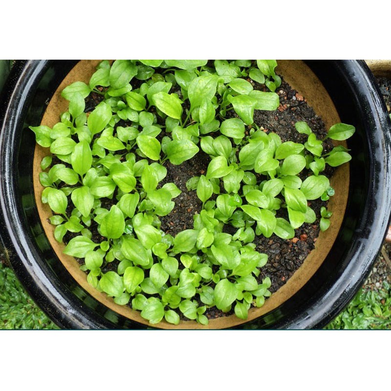 Hạt Rau Mã Đề - Gói 2 Gram
