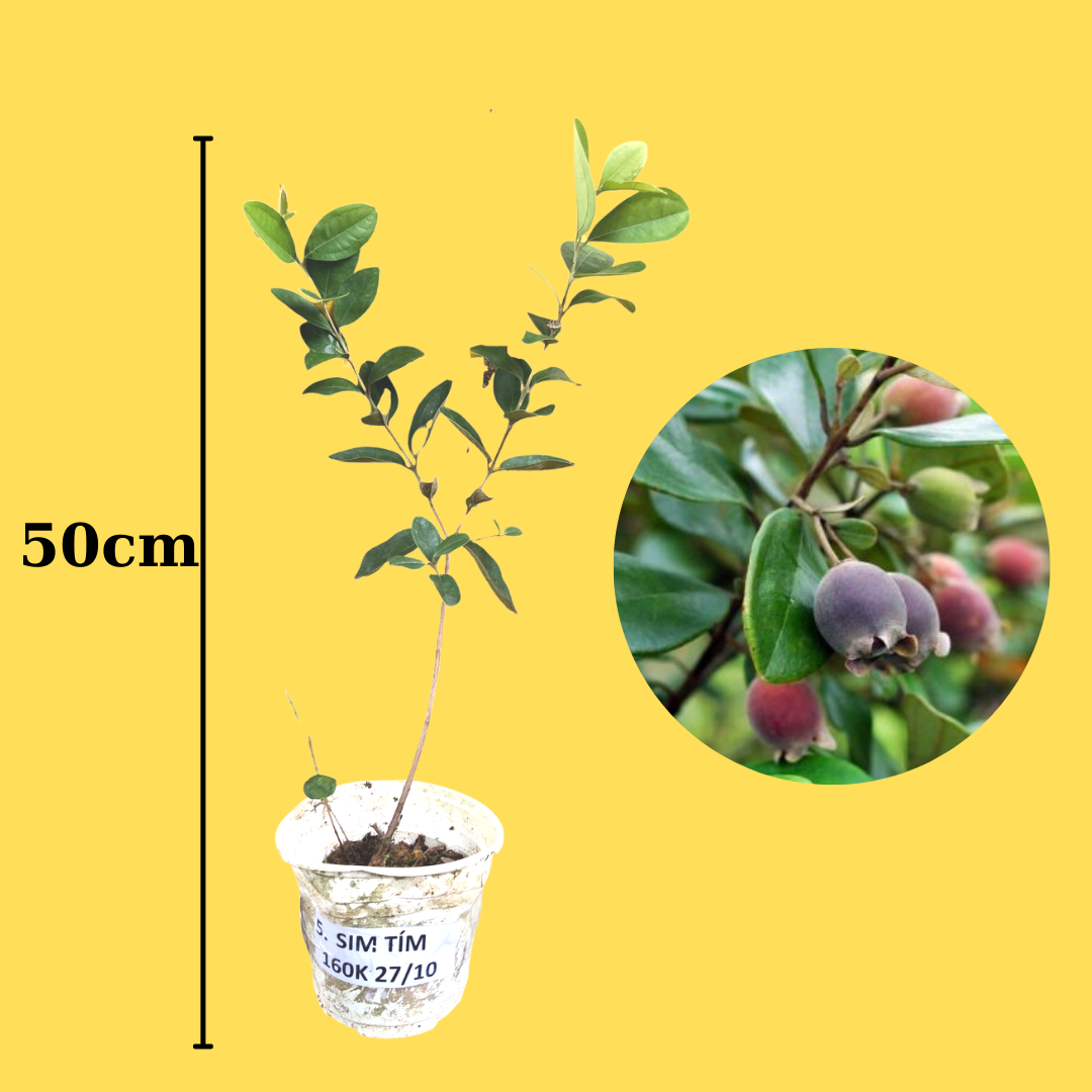 Cây sim giống, cây ăn quả, dễ trồng thích hợp mọi loại đất.