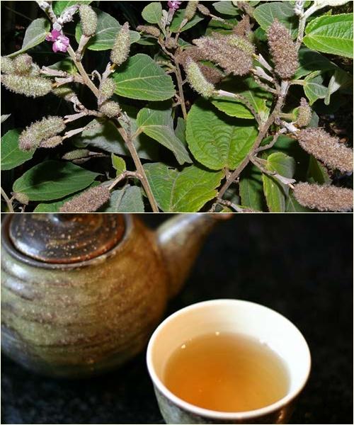 [HCM]cây an xoa khô 1kg - An xoa Bình Phước