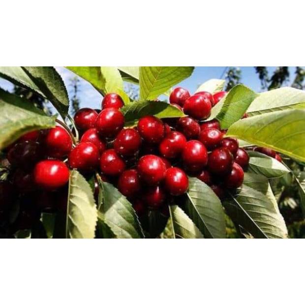 Cherry Anh Đào ( Cherry Mỹ)