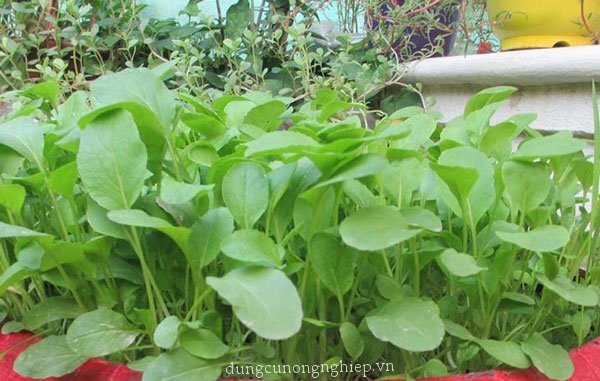Hạt giống cải ngọt ăn non - 10gram/gói