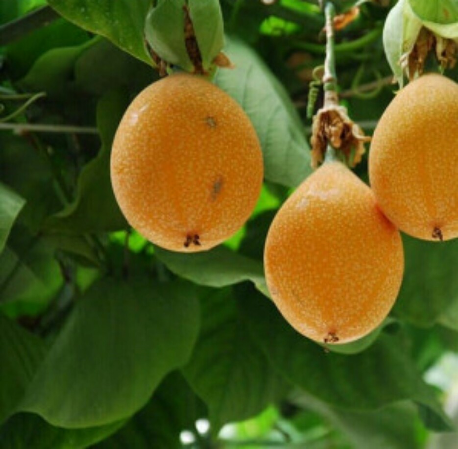 CHANH DÂY NGỌT COLOMBIA ( gói 10 hạt)