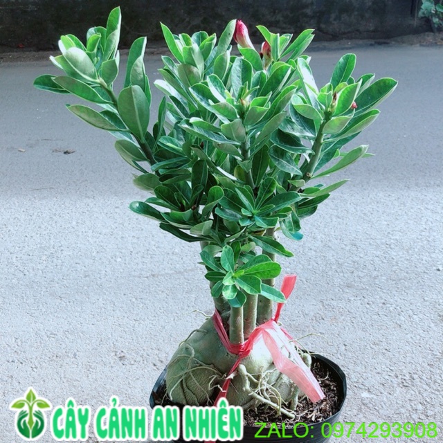 Cây sứ thái hoa kép gốc to