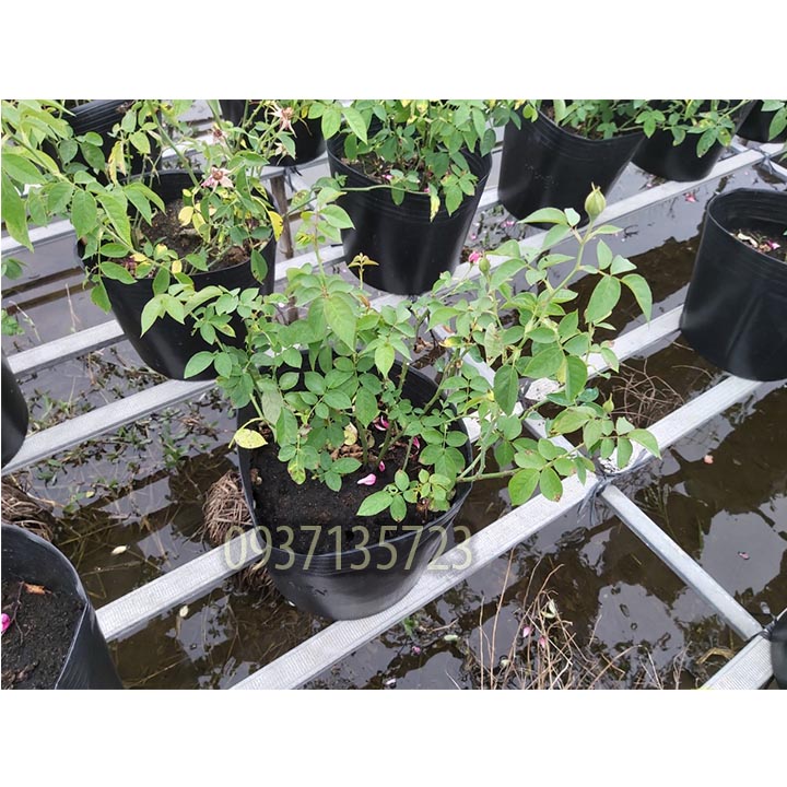 [HCM]CÂY HOA HỒNG TƯỜNG VY  SA ĐÉC