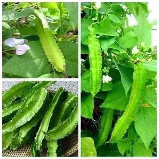 20GR/GÓI Hạt giống đâu rồng ( đâu khế) siêu trái