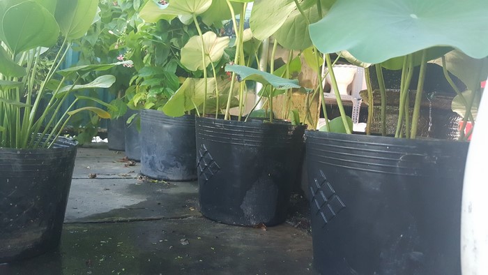 Chậu nhựa trồng cây đủ kích cỡ (1kg)