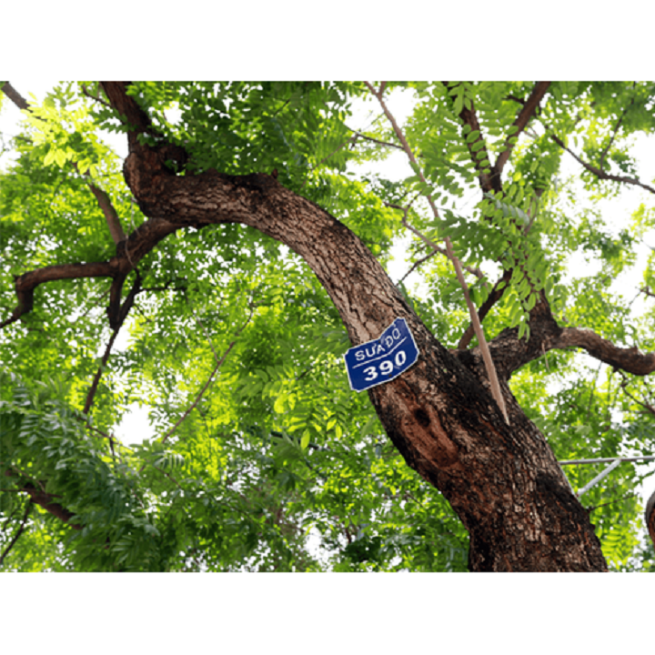 BẦU CÂY GIỐNG CÂY SƯA ĐỎ