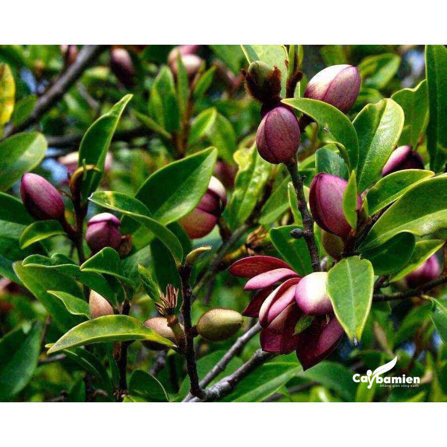Cây Giống Lan tiêu (Hoa Hàm Tiếu) Bầu Bát ( ảnh thât như hinh 2)
