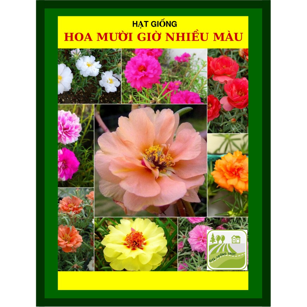 Hạt Giống Hoa Mười Giờ Nhiều Màu