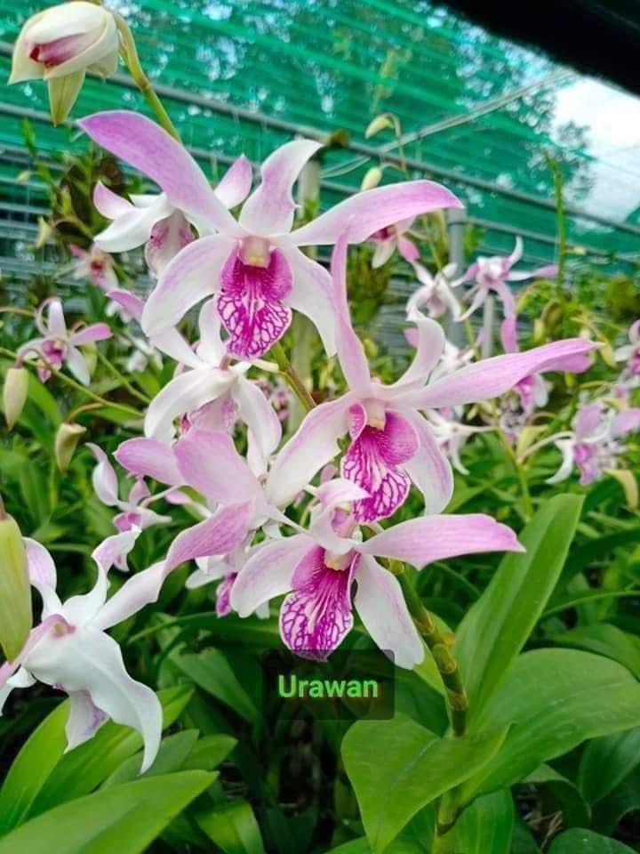 HOA LAN DENRO URAWAN NẮNG THƠM