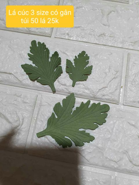 Hoa giấy cúc Tana (có nhiều lựa chọn)
