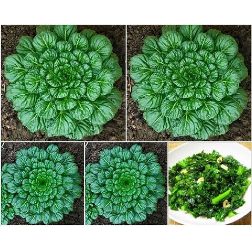 "Gói 1Gram Hạt " Hạt giống rau cải hoa hồng