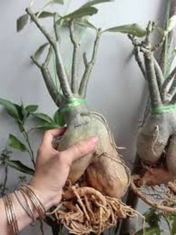 CÂY HOA SỨ THÁI CÁNH KÉP " KIM LÂN " - BẢO HÀNH MẶT HOA KÉP Y ẢNH - cghstckdmkl