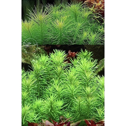 Pogostemon Erectus - Cây Liễu Bông(Lá Cạn) - Cây Thuỷ Sinh
