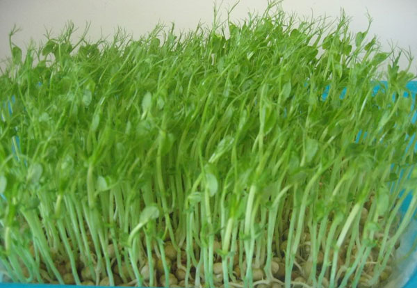 Hạt Giống Mầm Rau Muống - 50 gram