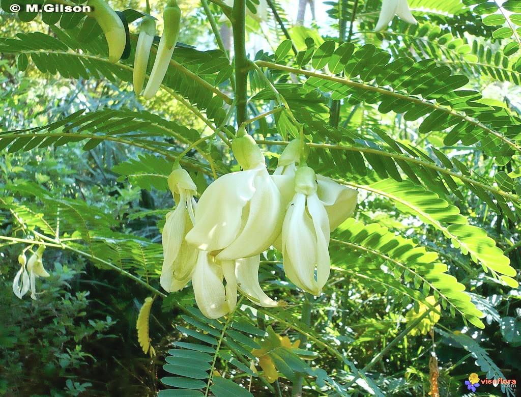 Hạt Giống Cây So Đũa Bông Trắng