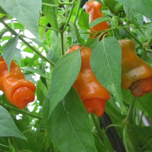 Hạt Giống Ớt Cu Tí. Túi 10 Hạt